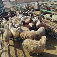 بره گوسفند زنده بومی