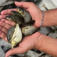 کپور طلایی آمور لهستانی مناسب استخر کشاورزی|ماهی|مشهد, امام رضا (ع)|دیوار