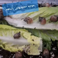حلزون آچاتینا و آلبینو سوپر مولد|خزنده|زنجان, |دیوار