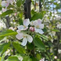 زمین ۲۸۳ متر مسکونی ماسال وشمه سرا