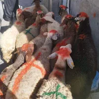 گوسفند زنده برهنر و میش و شیشککشتاری|حیوانات مزرعه|بروجرد, |دیوار