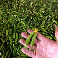 فروش خیارشور ویژه نول ممتاز  به قیمت مناسب وارزان