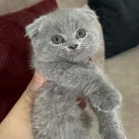 گربه های گوگولی اصیل ( اسکاتیش پرشین بریتیش )|گربه|مشهد, سجاد شهر|دیوار