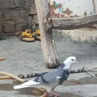 کفتر م به شب خورده گم شده