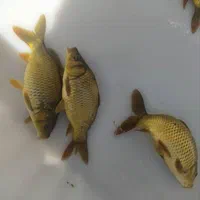 طلایی کپورنقره ای طعمه اردک|ماهی|اصفهان, فروردین|دیوار
