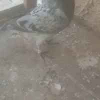 کفتر جوجه