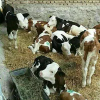 مرکز فروش و پخش گوساله سیمینتال استان گلستان|حیوانات مزرعه|خمینیشهر, |دیوار