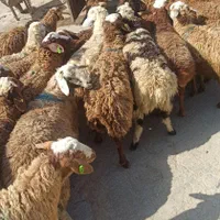 گوسفند زنده کم دنبه کم چربی|حیوانات مزرعه|تهران, بریانک|دیوار