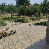 واگذاری سگ نژاد دار|سگ|گلبهار, |دیوار