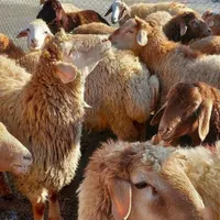 انواع گوسفند (بره نر و شیشک نزاییده)|حیوانات مزرعه|قم, امامزاده ابراهیم|دیوار