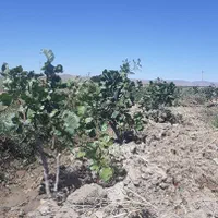 فروش زمین و درخت پسته در روستای نواران|فروش زمین و ملک کلنگی|قم, سراجه|دیوار