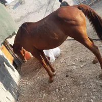 ماده