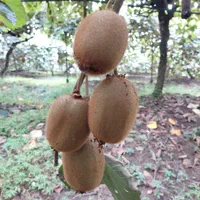 باغ کیوی فروشی لیسار|فروش زمین و ملک کلنگی|تالش, تالش|دیوار