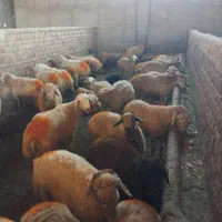 گوسفند زنده دام شکم خالی و پرگوشت حاج سعید|حیوانات مزرعه|کرج, برغان|دیوار
