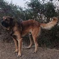 سگ سرابی اصیل