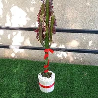 گیاه افوربیا