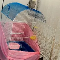 عروس هلندی سخنگو