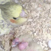 سه جفت عروس دستی سخنگو روتخم مفت فقط امروز|پرنده|تربت‌حیدریه, ۴۵ متری|دیوار