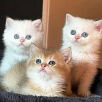 بچه گربه های اشرافی در شیراز