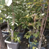 نهال گردو درخت انگور فروشی نهالستان گلدانی درگلدان|خدمات باغبانی و درختکاری|تهران, باغ خزانه|دیوار