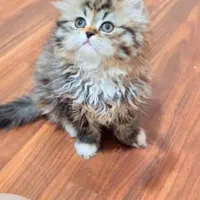 بچه گربه های خوجل موجل|گربه|کرج, باغستان|دیوار