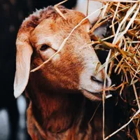 .گوسفند زنده اورگانیک.ب شرط نصفه.خونی|حیوانات مزرعه|مشهد, نوید|دیوار