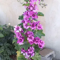 سوئیت،اقامتگاه،منزل ویلایی