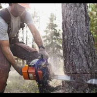 خرید قلمه و برش درخت|خدمات باغبانی و درختکاری|تبریز, |دیوار