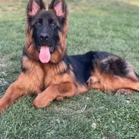 مربی سگ.آموزش سگ.تربیت سگ.بامجوز رسمی و بین المللی