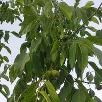 فروش باغ بین سیدان وفاروق .روستای اب انار|فروش خانه و ویلا|مرودشت, تخت جمشید|دیوار