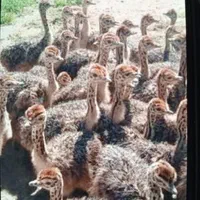 شرکت جوجه گوشتی|حیوانات مزرعه|رفسنجان, |دیوار