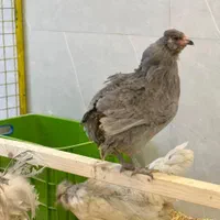 ارکانا (امروکانا) تخم ابی