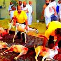 شش ماهه عقیقه+قربانی زیرفی کلّ۱ستان«گوسفند زنده»|حیوانات مزرعه|مشهد, کشاورز|دیوار