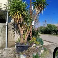 یوکا سر حال