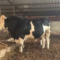 انواع گوساله ریزقلم پرواری|حیوانات مزرعه|بندر ترکمن, |دیوار