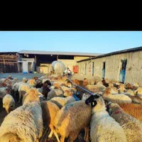 گوسفند زنده ۲۴س از ۲۵کیلو به بالا زنده|حیوانات مزرعه|کرج, باغستان|دیوار