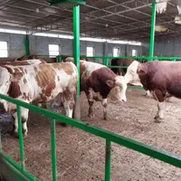 عمده و تک فروشی سمینتال|حیوانات مزرعه|شیراز, فخرآباد (دروازه کازرون)|دیوار