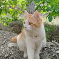 گربه گمشده