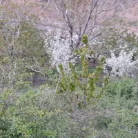زمین باغ 900متر لواسان بزرگ  روستای جورد|فروش زمین و ملک کلنگی|تهران, نیروی هوایی (پیروزی)|دیوار