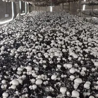 شراکت وسرمایه گذاری درکارگاه پرورش قارچ