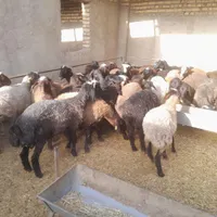 گوسفند برای قربانی