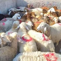انواع گوسفند (بره نر و شیشک نزاییده)|حیوانات مزرعه|قم, امامزاده ابراهیم|دیوار