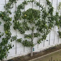 باغبانی هرس طراحی فضای سبزوکاشت انواع نهال وگل|خدمات باغبانی و درختکاری|اردبیل, |دیوار