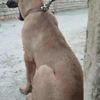 ژرمن|سگ|اصفهان, ارزنان|دیوار