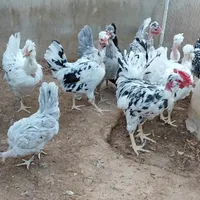نژاد خاص گلین گردن لخت|حیوانات مزرعه|خمینی‌شهر, |دیوار