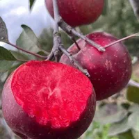 نهال های سیب رد گلدن و دلشیز گلدانی آماده کاشت|خدمات باغبانی و درختکاری|اصفهان, بهرامآباد|دیوار