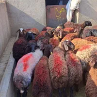 گوسفند زنده باباسکول درب منزل با پلاک بهداشتی|حیوانات مزرعه|کرج, عظیمیه|دیوار
