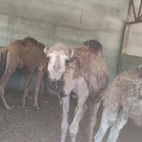 کشتار بچه شتر|خوردنی و آشامیدنی|مشهد, منزل آباد|دیوار