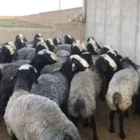 ثبت سفارش گوسفند زنده تحویل در محل سرساعت|حیوانات مزرعه|کرج, مهرویلا جنوبی|دیوار