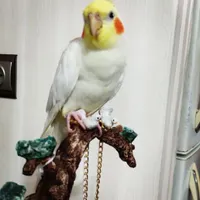 گمشده